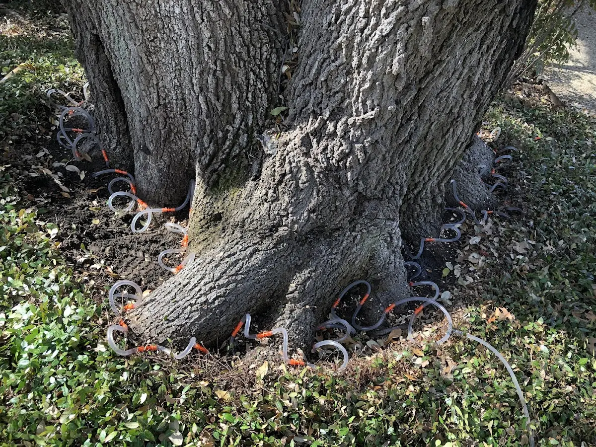 Detailed Tree Cabling and Bracing job site in Coachella